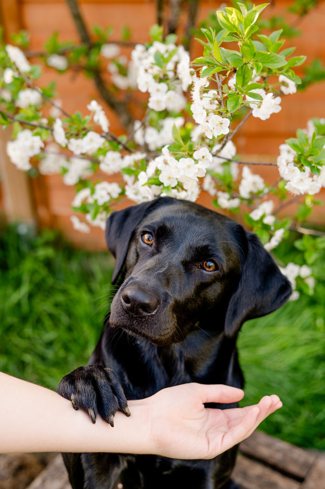 Labrador Hündin Body Code Labrador Hündin Body Code