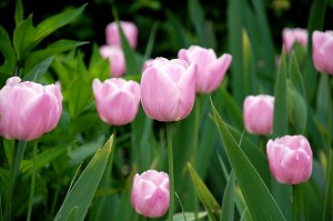 Tulpen