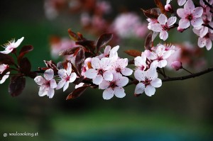 Baumblüten