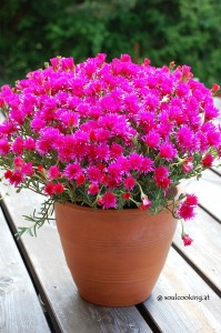 Mittagsblumen