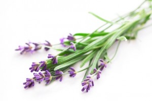 Lavendel