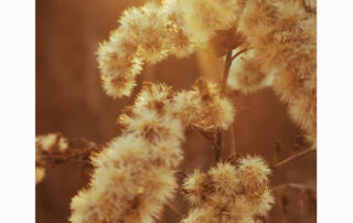 mut soulcooking coaching beratung tcm soul reflexion mentalestärke