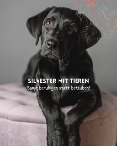 Labrador Hündin Polly für ein Silvester Posting