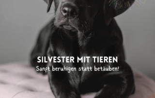 Labrador Hündin Polly für ein Silvester Posting