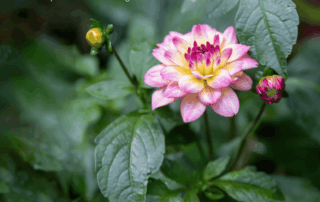 Wechsel Menopause